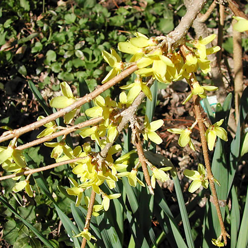 Forsythia Lynwood Gold